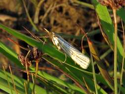 Слика од Aurotalis nigrisquamalis (Hampson 1919)