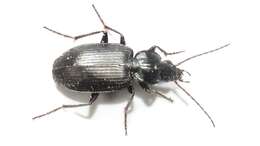 Imagem de Agonum (Agonum) placidum (Say 1823)