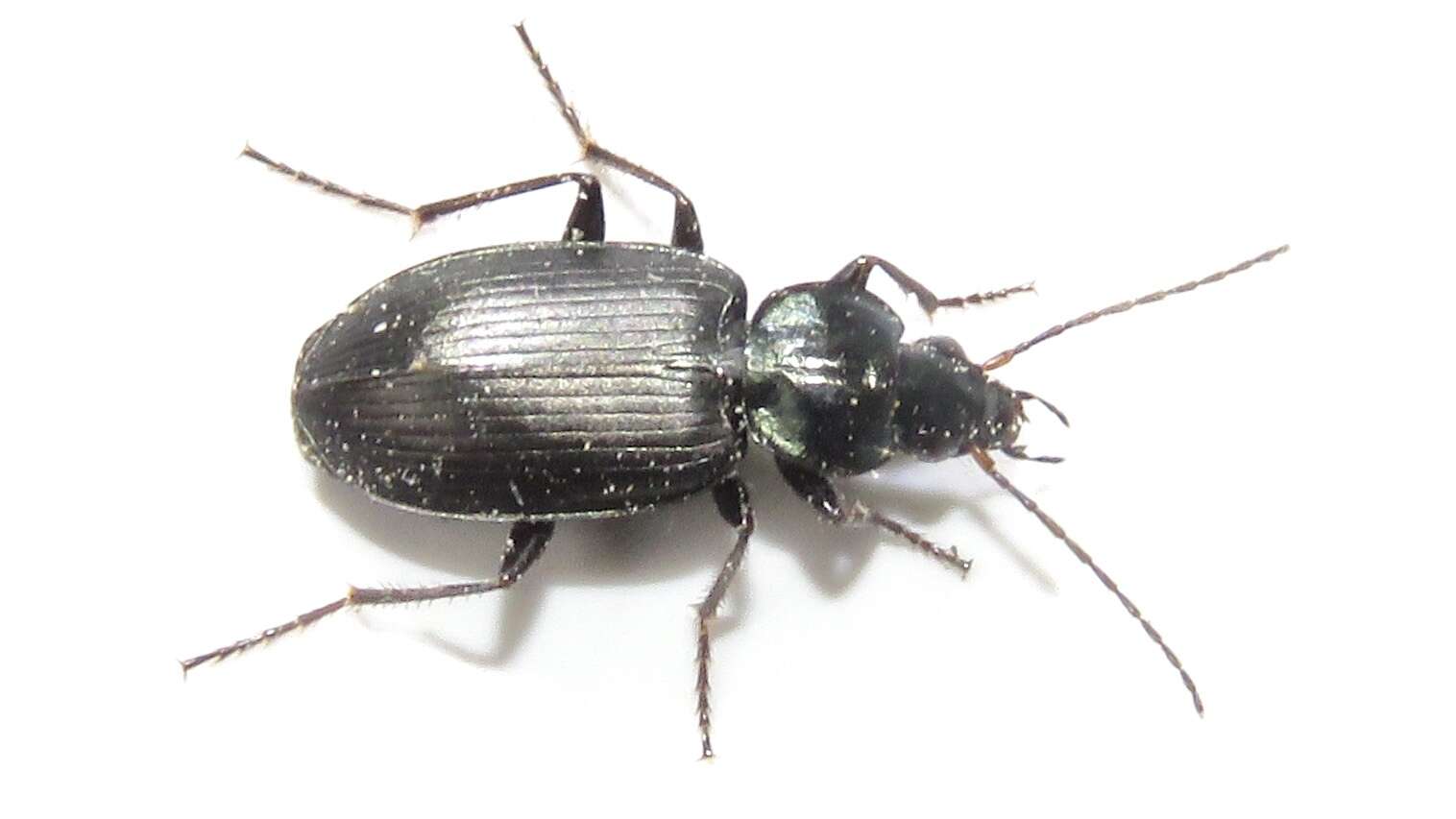 Imagem de Agonum (Agonum) placidum (Say 1823)