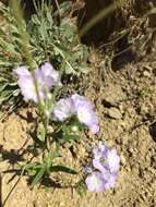 Image of threadleaf phacelia