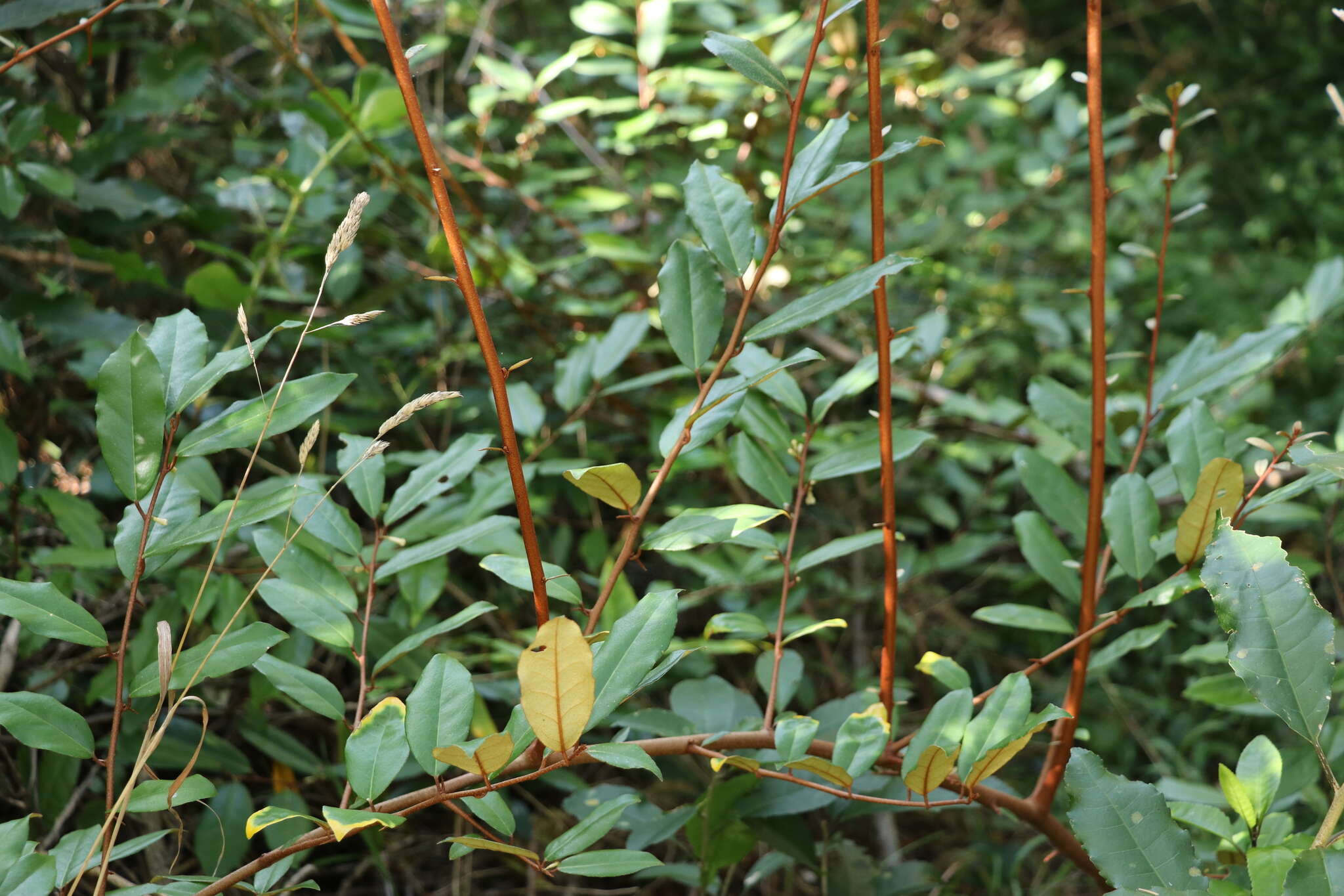 Image of Elaeagnus reflexa E. Morr. & Decne.