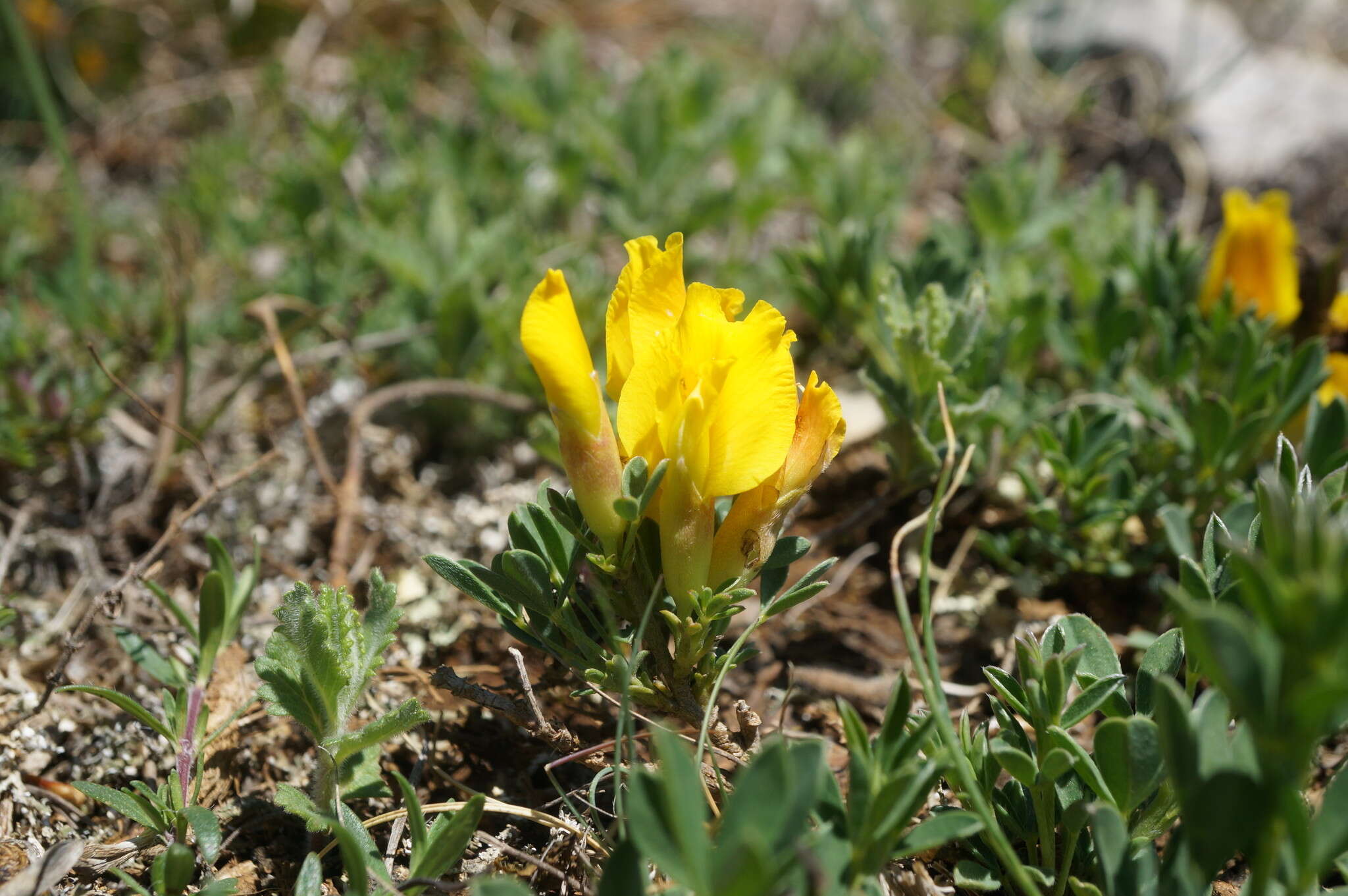 Image of Cytisus wulfii V. I. Krecz.