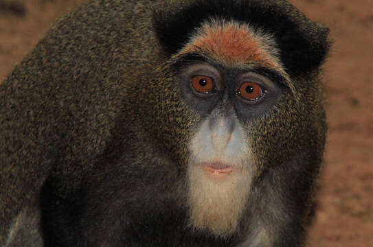 Cercopithecus neglectus Schlegel 1876 resmi