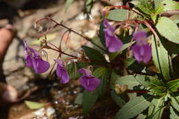 Image of Impatiens tangachee Bedd.