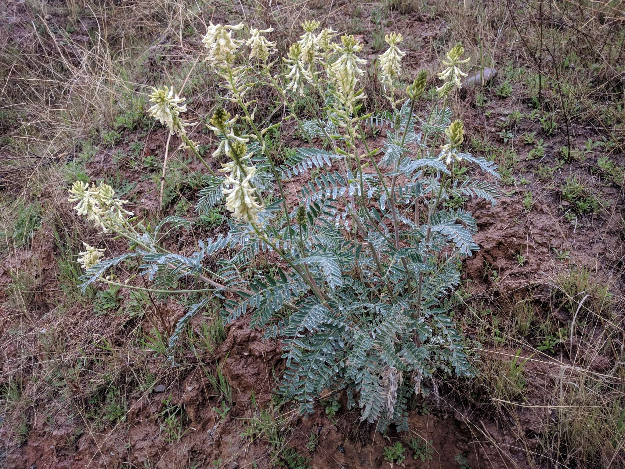 Sivun Astragalus oxyphysus A. Gray kuva