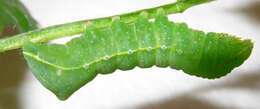 Image of Copper Underwing