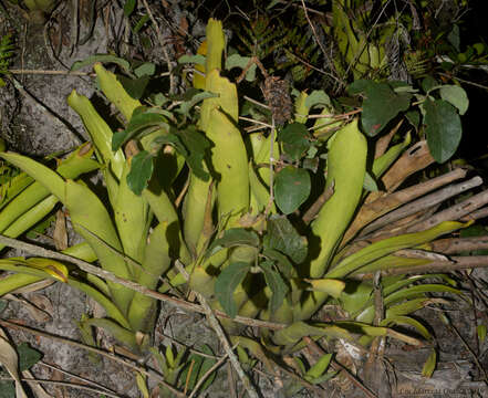 Image of Aechmea comata (Gaudich.) Baker