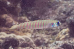 Image of Chinese zebra goby