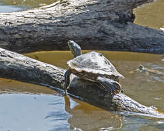 Image of Yellow Blotched Sawback