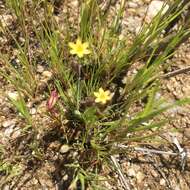 Image of Nodding Blue-Eyed-Grass