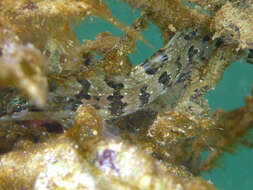 Image of Striped Kelpfish