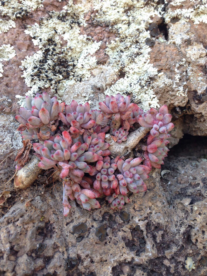 Image of Graptopetalum pachyphyllum Rose