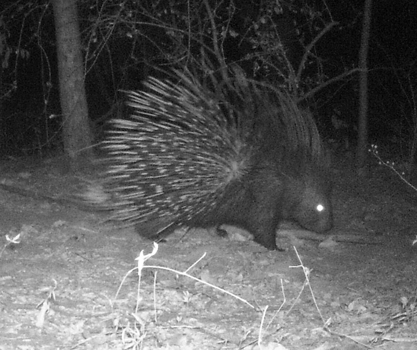 Image of Hystrix subgen. Hystrix Linnaeus 1758