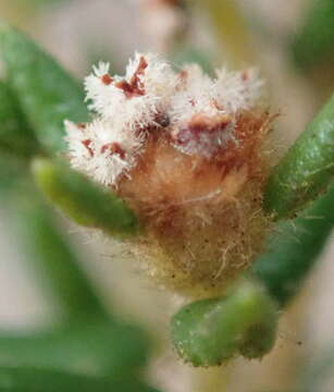 Image of Phylica parviflora Berg.