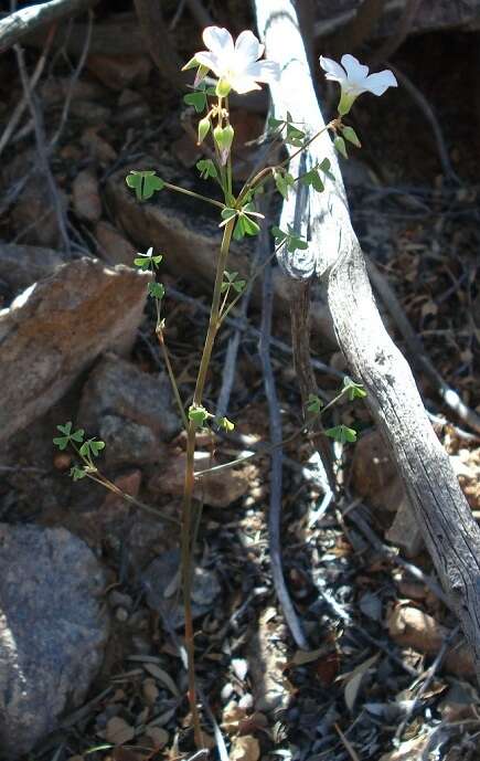 Plancia ëd Oxalis rubricallosa Oberl., Dreyer & Roets