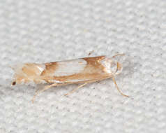 Image of Phyllonorycter fitchella (Clemens 1860)