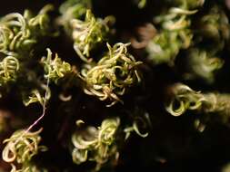 Image of Jamaican weissia moss