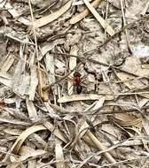 Image of Florida Carpenter Ant