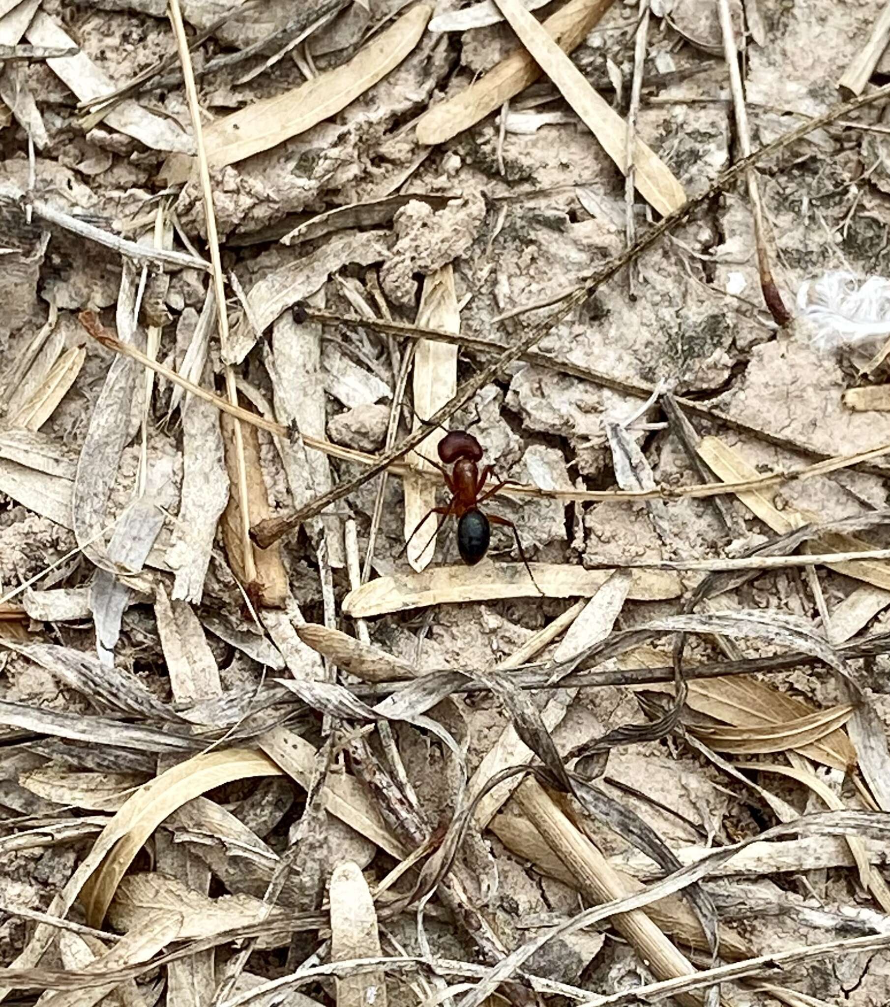 Image of Florida Carpenter Ant