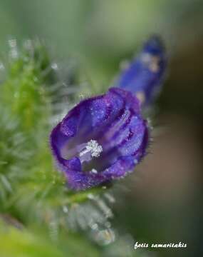 Echium arenarium Guss.的圖片