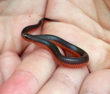 Image of Carphophis amoenus helenae (Kennicott 1859)