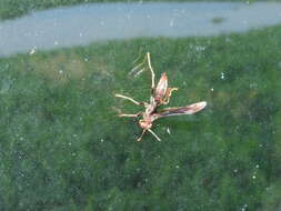 Image of Polistes lanio (Fabricius 1775)