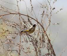 Image of Black-headed Greenfinch