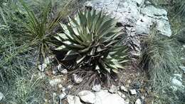 Image de Agave parryi subsp. neomexicana (Wooton & Standl.) B. Ullrich