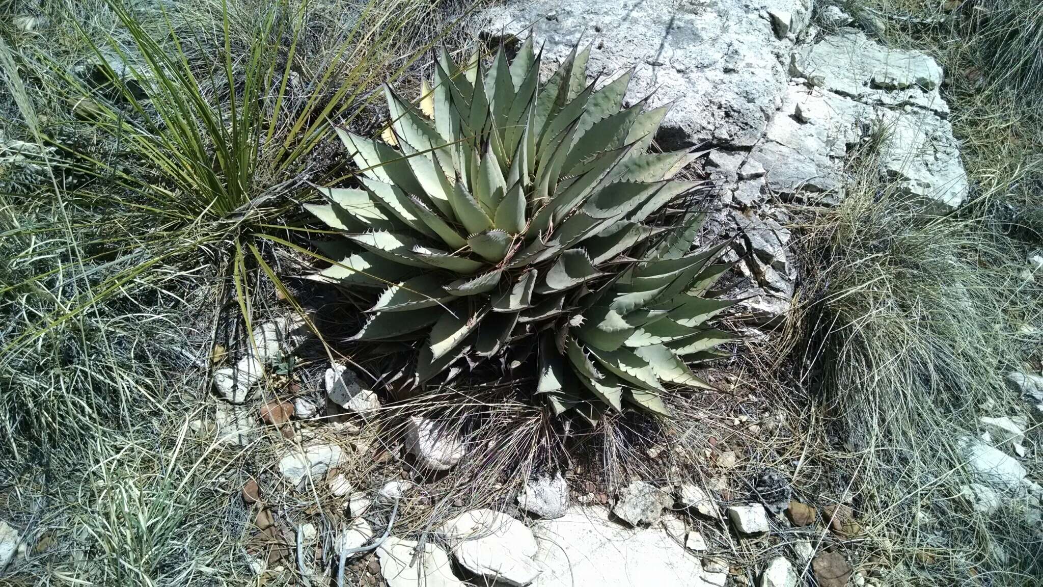 Image de Agave parryi subsp. neomexicana (Wooton & Standl.) B. Ullrich