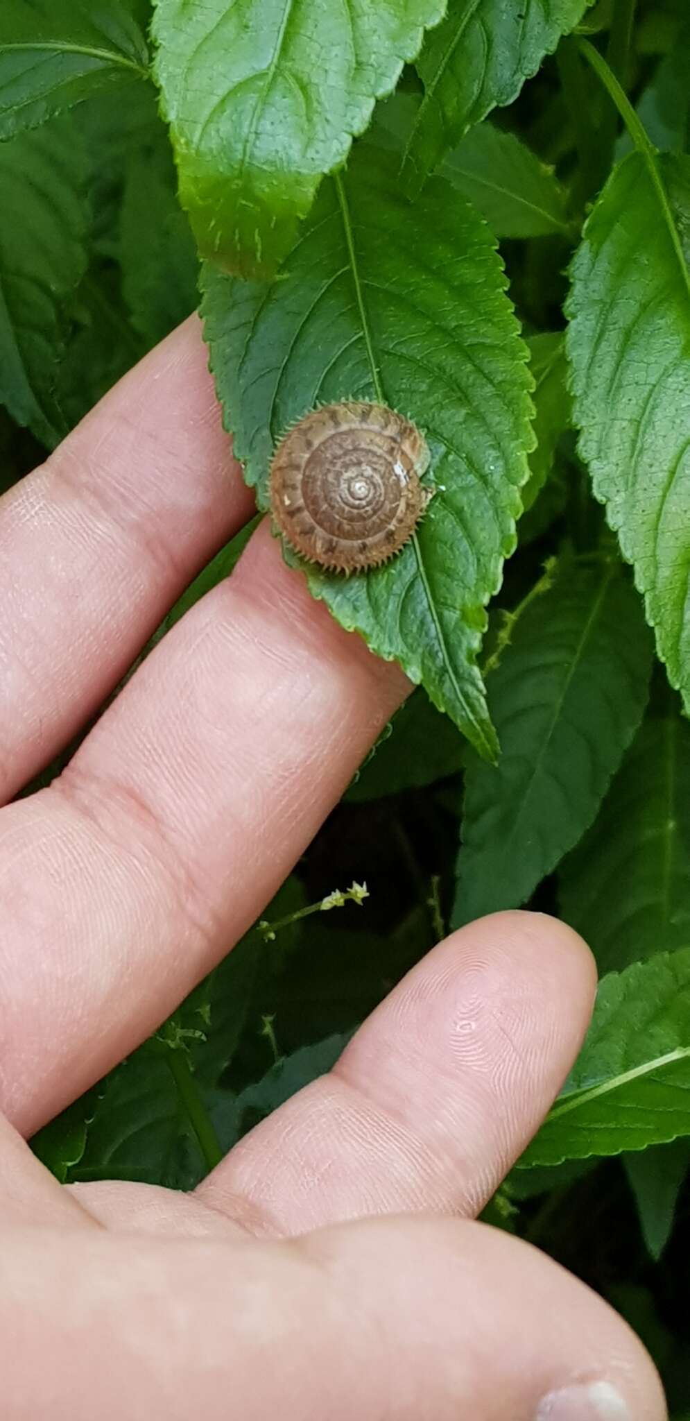 Plancia ëd Plectotropis quelpartensis