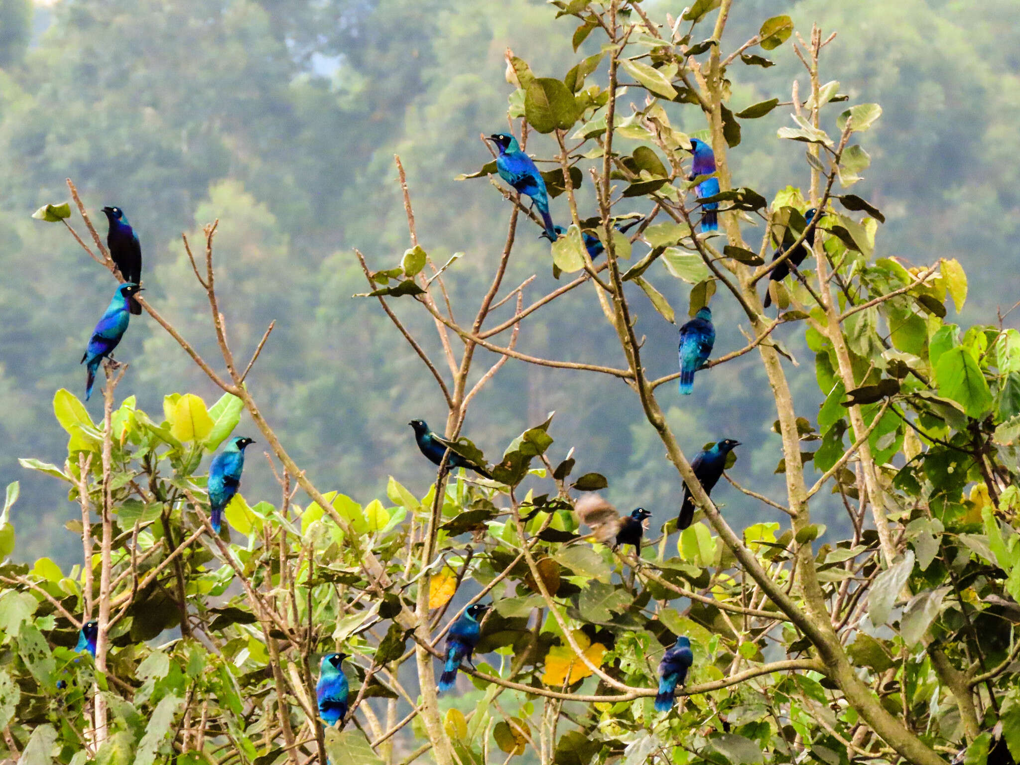 Imagem de Lamprotornis splendidus (Vieillot 1822)