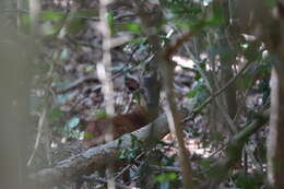 Image of East African Red Duiker