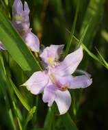 Image of Oklahoma grasspink