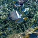 Image of Oman butterflyfish