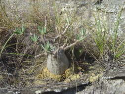 Imagem de Pachypodium gracilius (H. Perrier) S. H. Y. V. Rapanarivo