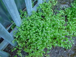 Image of European cornsalad