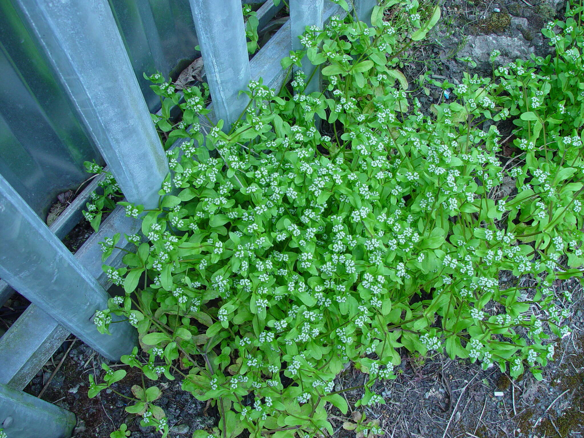 Image of European cornsalad