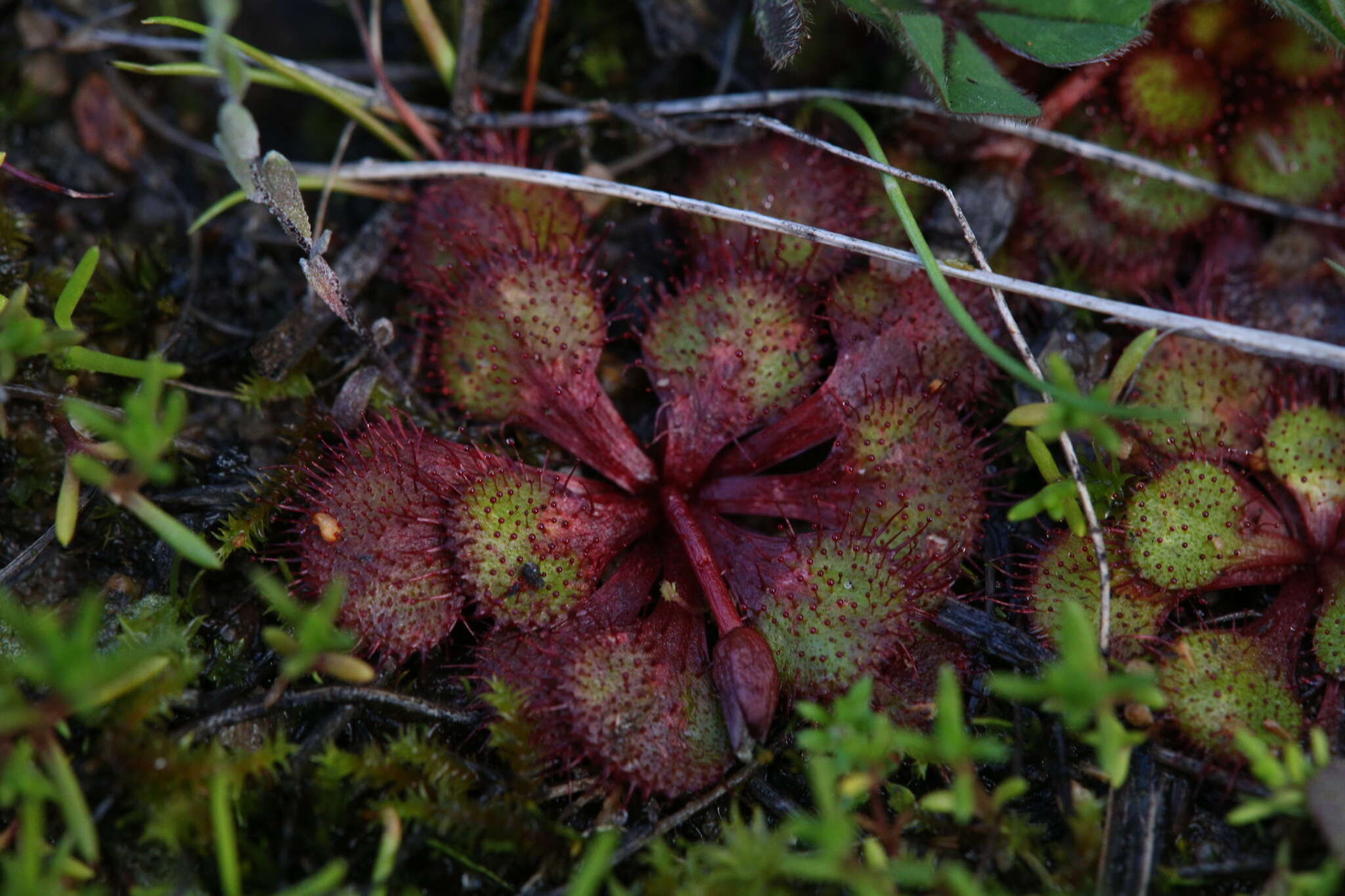 Image of Drosera lowriei N. Marchant