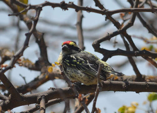 Image of Red-fronted Barbet