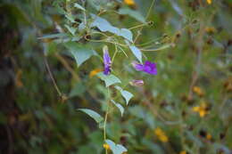 Image of Maurandya scandens (Cav.) Pers.