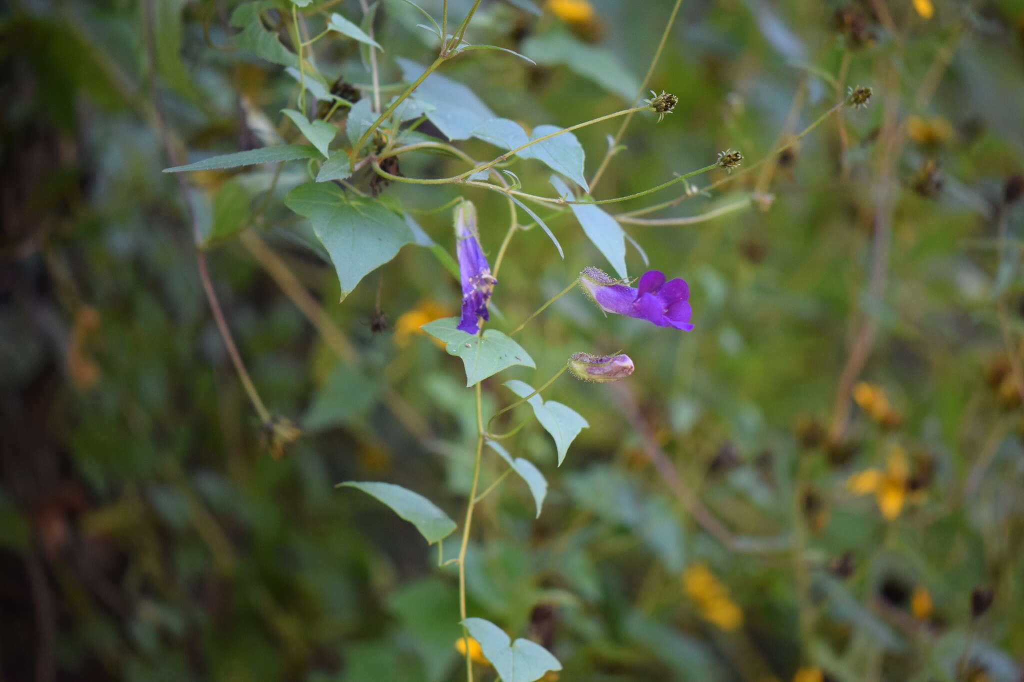 Maurandya scandens (Cav.) Pers. resmi