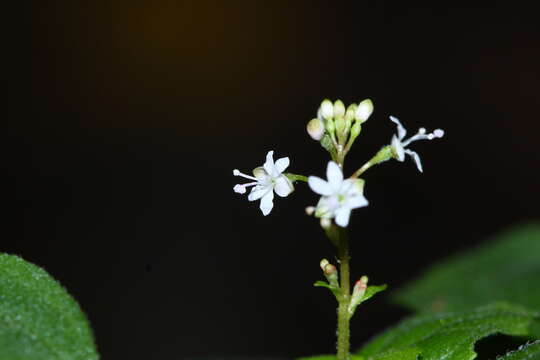 Image of Circaea alpina subsp. caulescens (Kom.) Tatew.