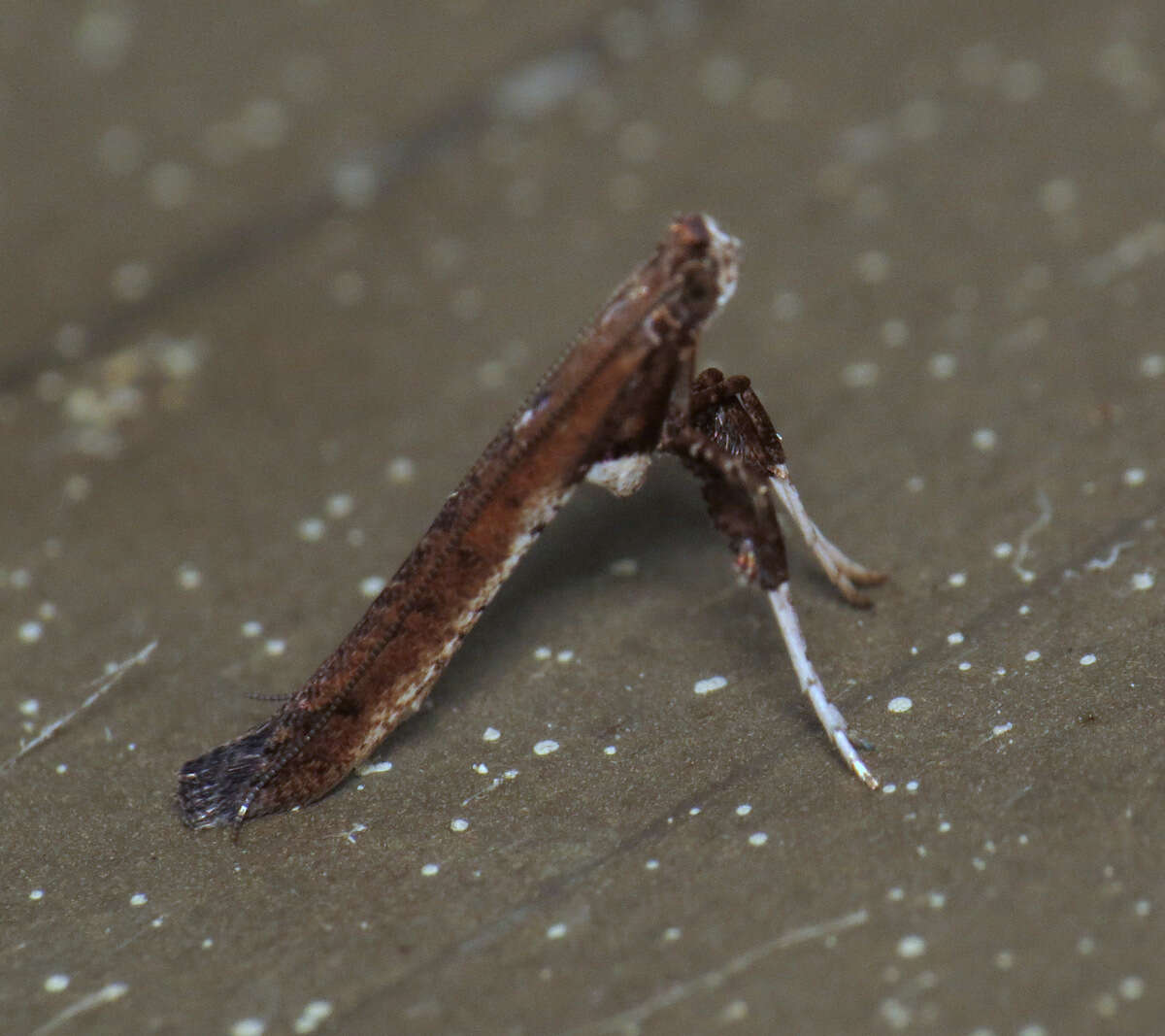 Imagem de Caloptilia rhoifoliella (Chambers 1876)