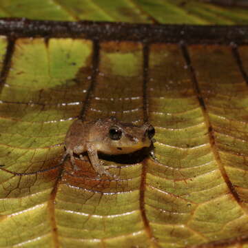 Image de Pristimantis palmeri (Boulenger 1912)