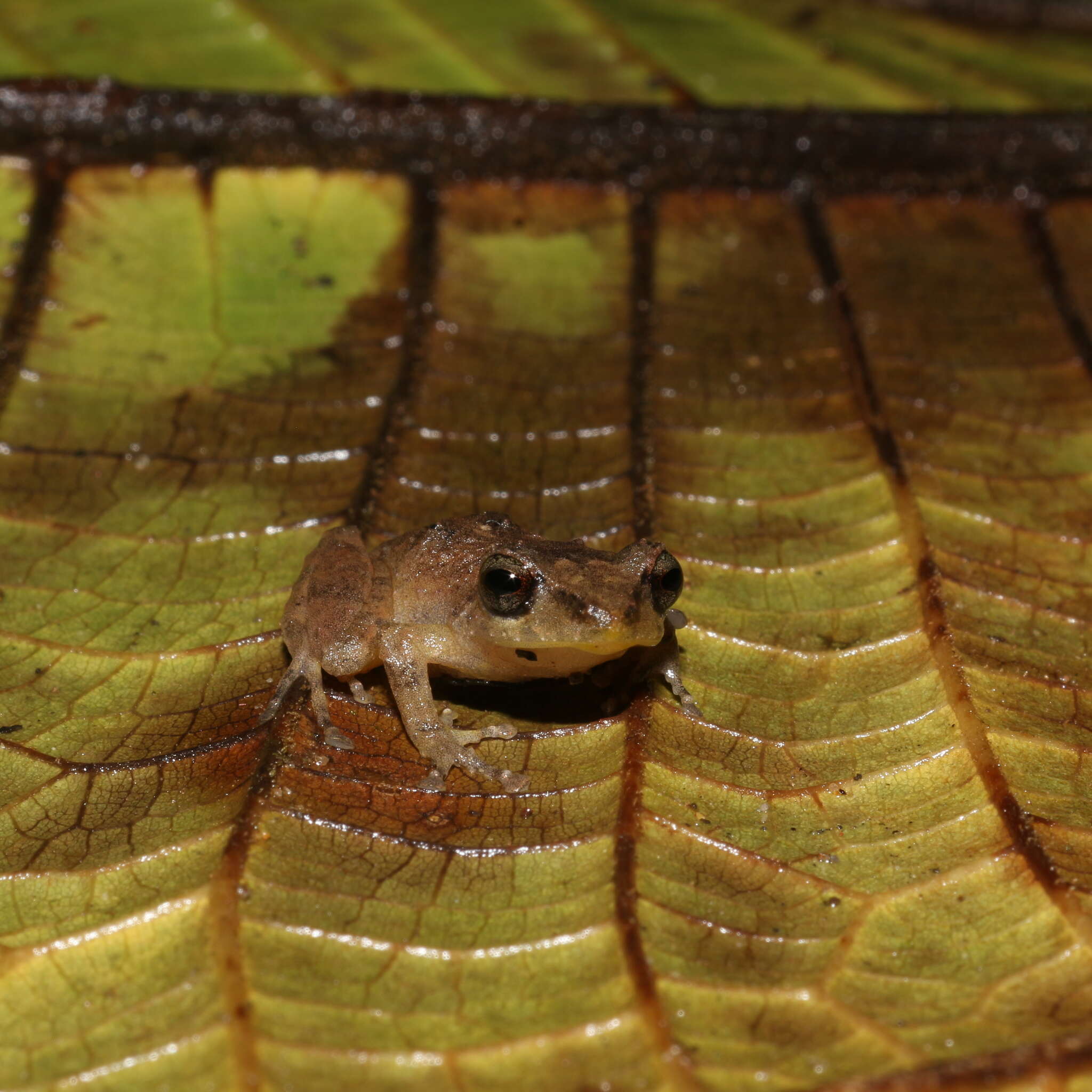 صورة Pristimantis palmeri (Boulenger 1912)