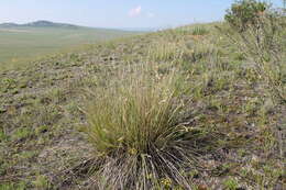 Image de Festuca sibirica Hack. ex Boiss.