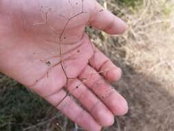 Image of Baby's breath