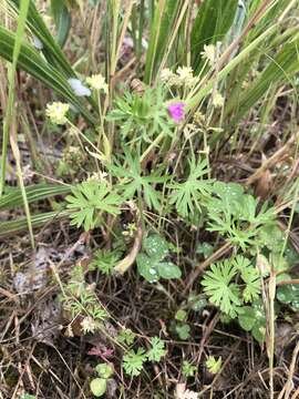 Plancia ëd Geranium columbinum L.