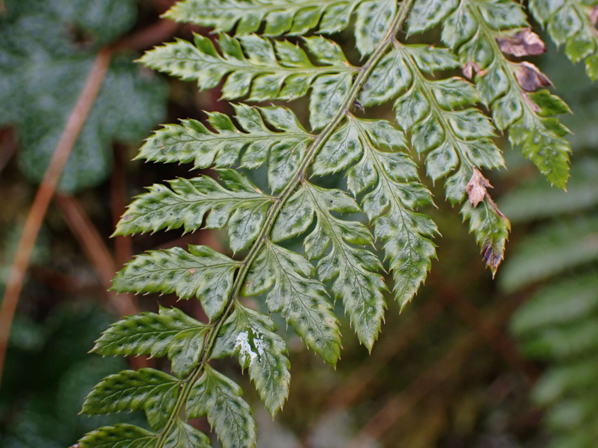 Image of Polystichum piceopaleaceum Tag.