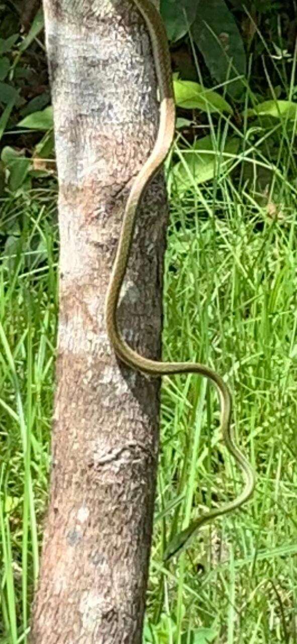 Image of Leptophis coeruleodorsus Oliver 1942